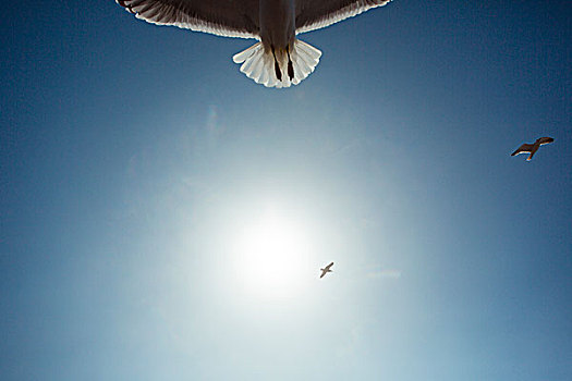 海鸥,空中