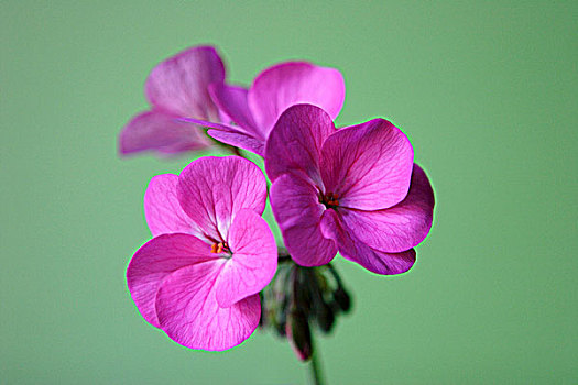 粉色,天竺葵