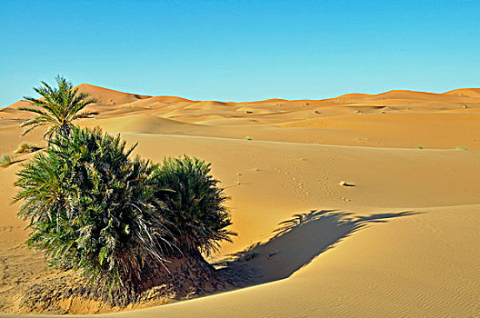 沙漠,却比沙丘,摩洛哥,非洲