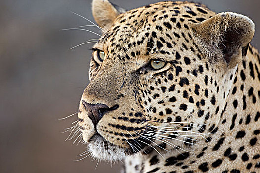 豹,头像,禁猎区,南非