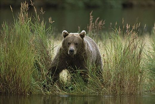 大灰熊,棕熊,走,岸边,布鲁克斯河,卡特麦国家公园,阿拉斯加