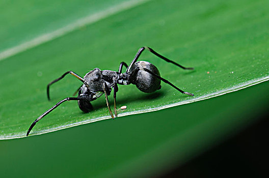 跳蛛,模仿,蚂蚁,触角,沙捞越,婆罗洲,马来西亚