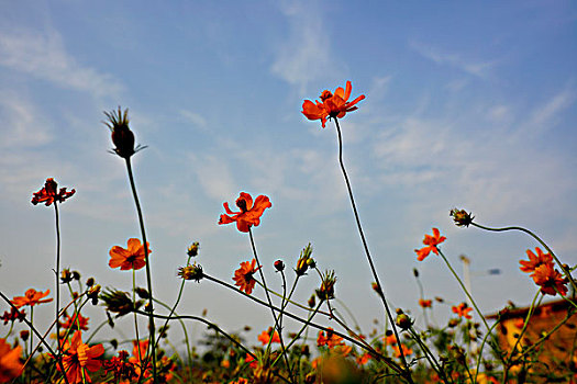 花卉