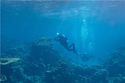 潜水,上方,珊瑚礁,热带,海洋,水下