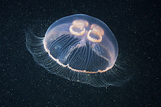 海洋生物梳果冻图片