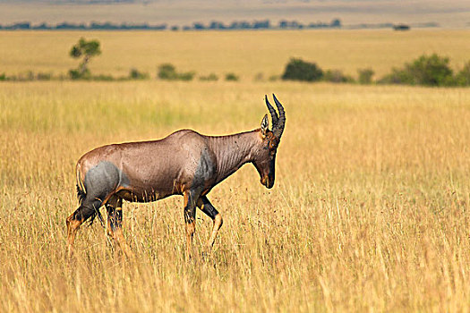 转角牛羚,马赛马拉国家保护区,肯尼亚,非洲