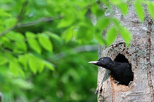 黑啄木鸟