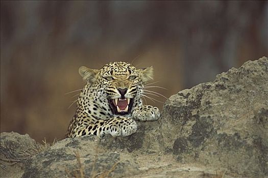 豹,狰狞,禁猎区,南非