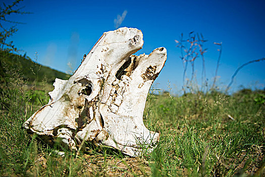河马,头骨,克鲁格国家公园,南非