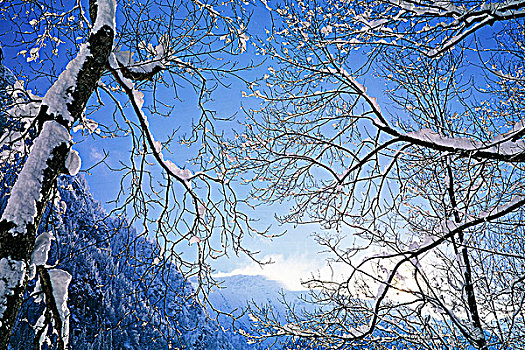 法国,上萨瓦省,树,雪
