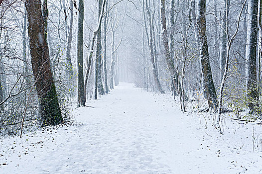 雪中小路