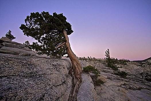 树,石头,优胜美地国家公园,美国