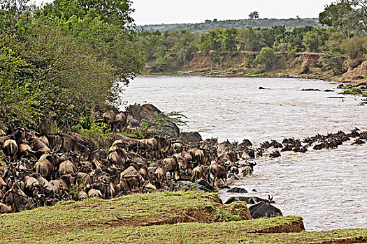 角马,迁徙,马拉河,马塞马拉野生动物保护区,肯尼亚