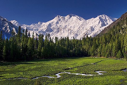 顶峰,仙女,草地,地区,巴基斯坦