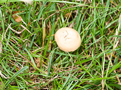 白色,一个,蘑菇,帽,俯视,草丛