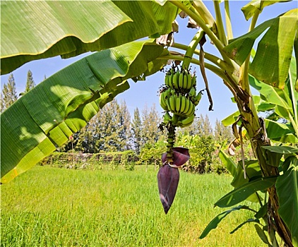 香蕉树,水果,花序