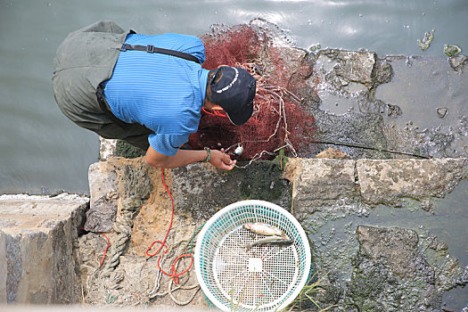 山东省日照市,市民海边撒网捕鱼收获满满