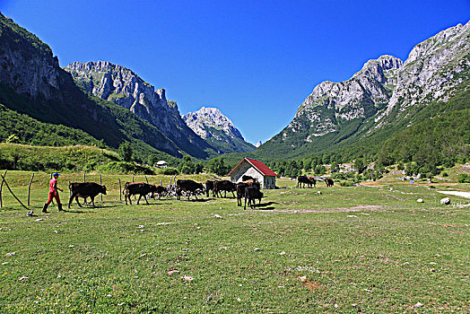 黑山,青少年,母牛,放牧,草地,高海拔,山,国家公园