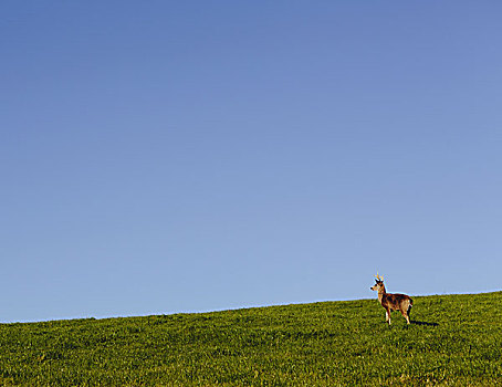 鹿,草,山坡,雷斯岬,国家海岸,加利福尼亚