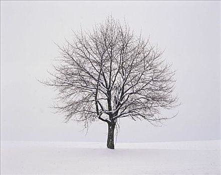 积雪,苹果树