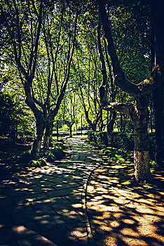 树林,街道,海德公园,伦敦,秋季