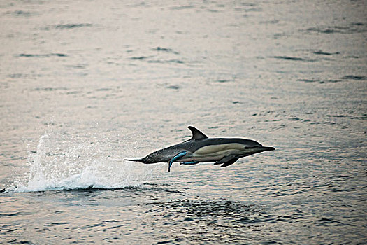 常见海豚,长吻真海豚,鮣鱼,沙丁鱼,东开普省,南非