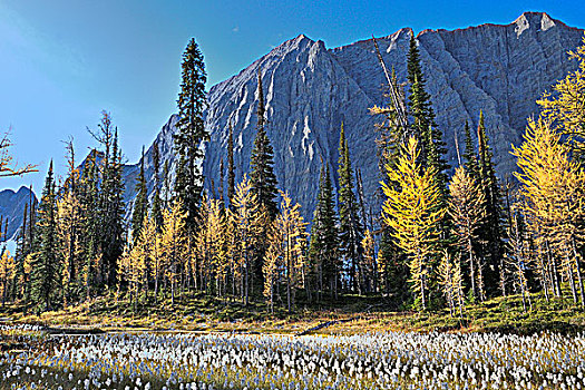 落叶松属植物,库特尼国家公园,不列颠哥伦比亚省,加拿大