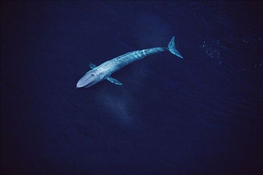 蓝鲸,航拍,脚,独特,科特兹海,墨西哥
