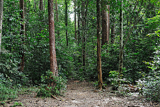 亚马逊雨林,巴西,南美
