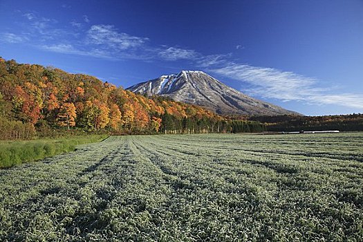 山,黄叶,秋天,雪