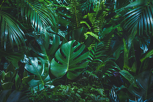 各種熱帶植物 背景