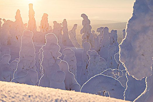 日落,冰冻,树,国家公园,拉普兰,芬兰