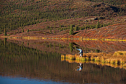 飞行,捕鱼者,投掷,上方,旺湖,德纳利国家公园和自然保护区,室内,阿拉斯加,秋天