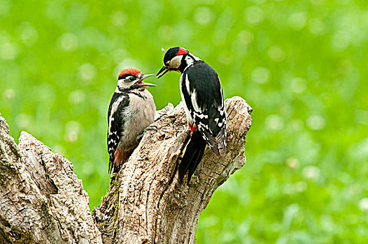 大斑啄木鸟,成年,喂食,幼兽,奥地利,欧洲
