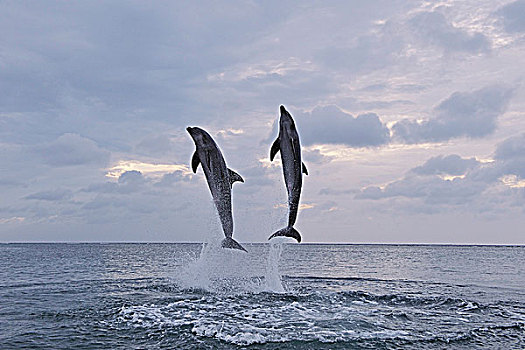 普通,宽吻海豚,跳跃,加勒比海,海湾群岛,洪都拉斯
