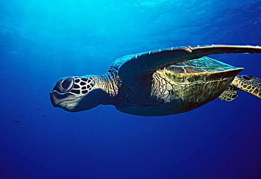 绿海龟,龟类,夏威夷,美国