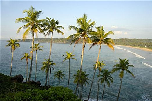 椰树,树,高处,湾,靠近,印度洋,斯里兰卡,南亚