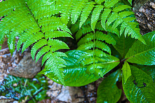 潮湿的植物叶片