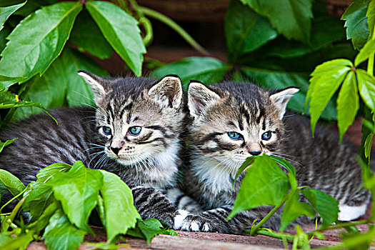 两个,灰色,斑猫,生活,猫,小猫,诺斯提洛尔,奥地利,欧洲