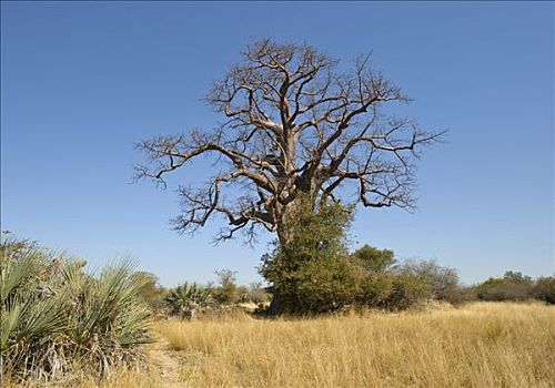 猴面包树,禁猎区,纳米比亚,非洲