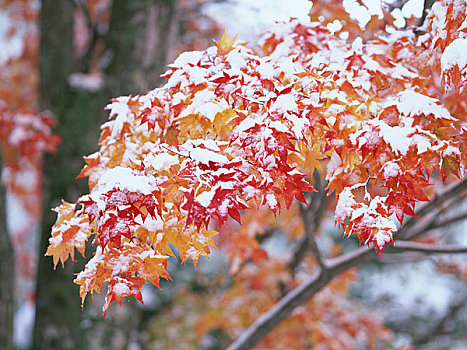 雪,枫树,叶子
