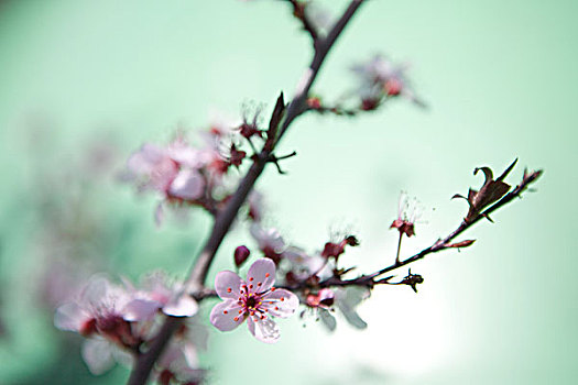 樱桃树,枝条,开花