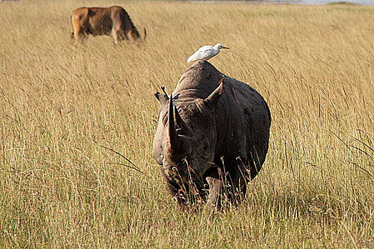 肯尼亚非洲犀牛-犀牛与鸟,正面