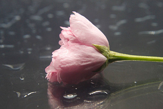 水滴背景上美丽的樱花花束