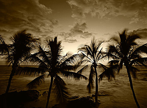 美国,夏威夷,棕榈树,海滩,夏威夷大岛,大幅,尺寸
