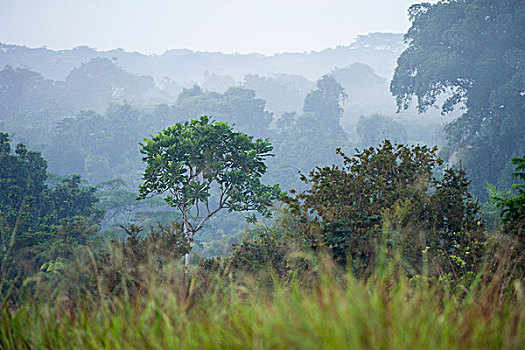 晨雾,雨林,林下叶层,国家公园,刚果