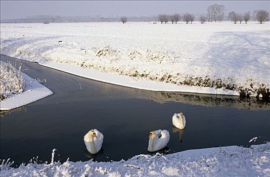 疣鼻天鹅,天鹅,三个,河流,冬季风景,欧洲