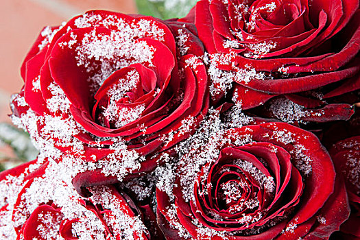 红玫瑰,积雪,晶莹,冬天