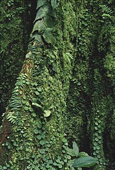 树干,遮盖,苔藓,植物,雨林,哥斯达黎加