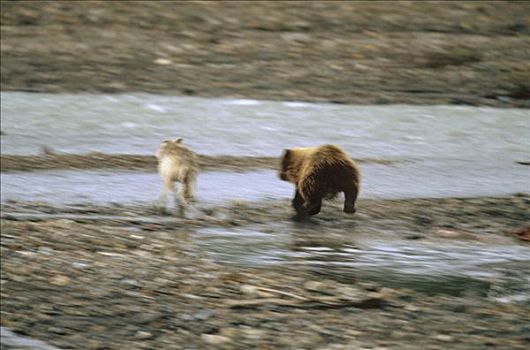 大灰狼,狼,竞争,大灰熊,棕熊,上方,驼鹿,美洲驼鹿,畜体,德纳利国家公园和自然保护区,阿拉斯加
